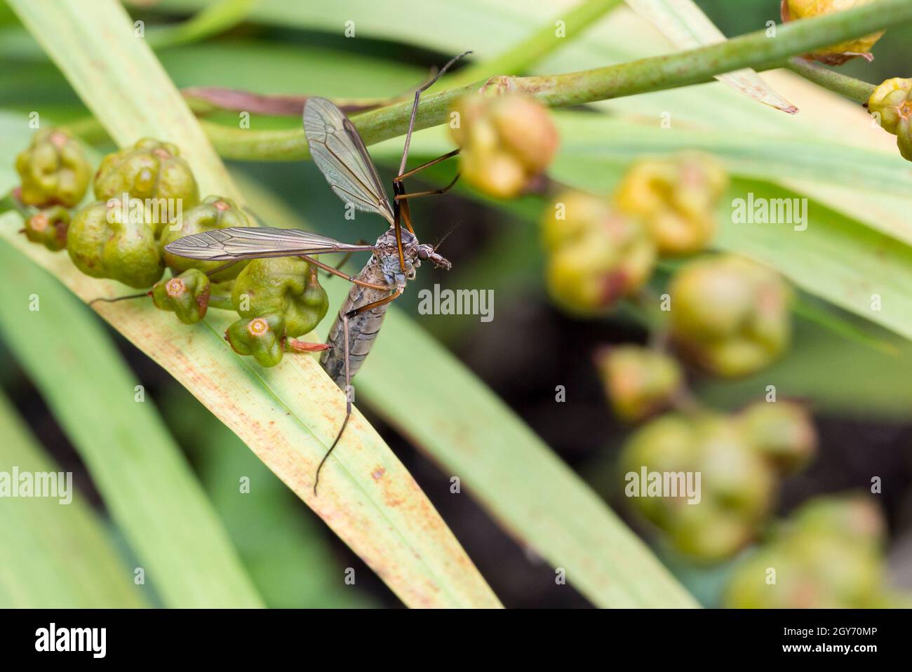 Crane fly or daddy longlegs (Tipula paludosa) winged insect with