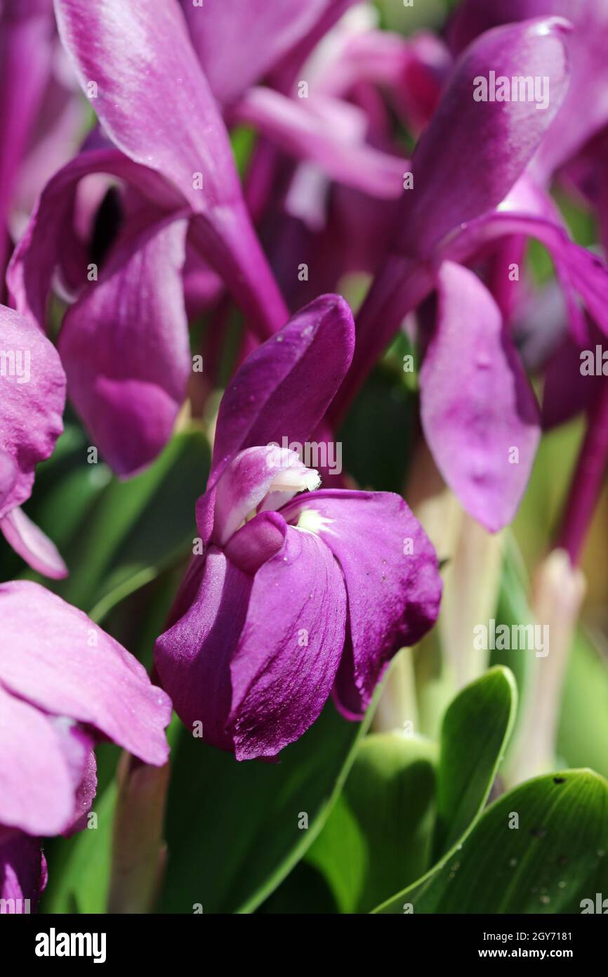 Purple hume roscoea, Roscoea humeana, flowers in close up with a background of blurred leaves. Stock Photo