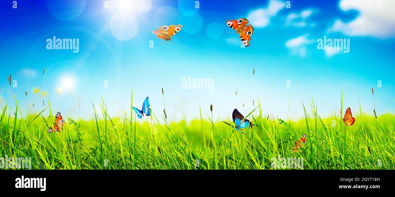 Flying butterfly in spring morning. Panoramic view Stock Photo - Alamy