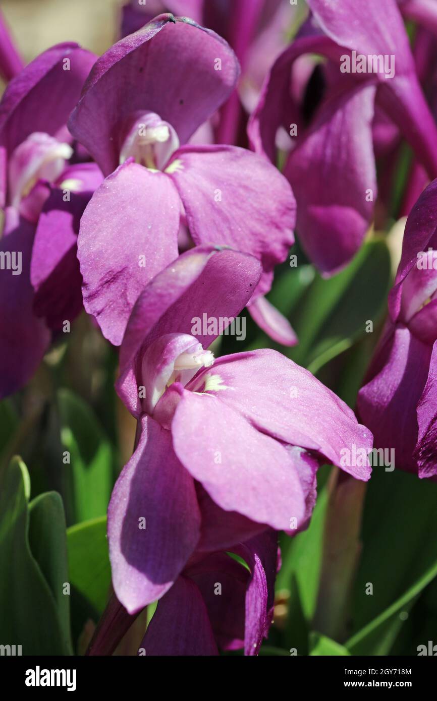 Purple hume roscoea, Roscoea humeana, flowers in close up with a background of blurred leaves. Stock Photo