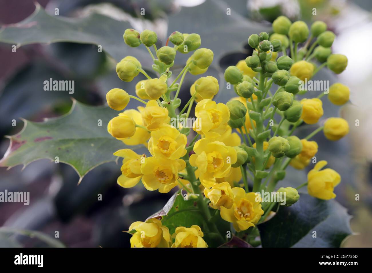 gelbe Blüten einer Gewöhnlichen Mahonie oder Stechdornblättrige Mahonie (Berberis aquifolium), Weilerswist, Nordrhein-Westfalen, Deutschland Stock Photo