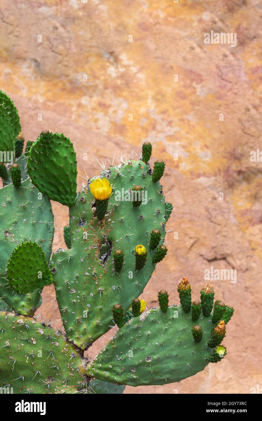 Blooming Euphorbia cactus with yellow flowers close up, Ethiopia Stock Photo
