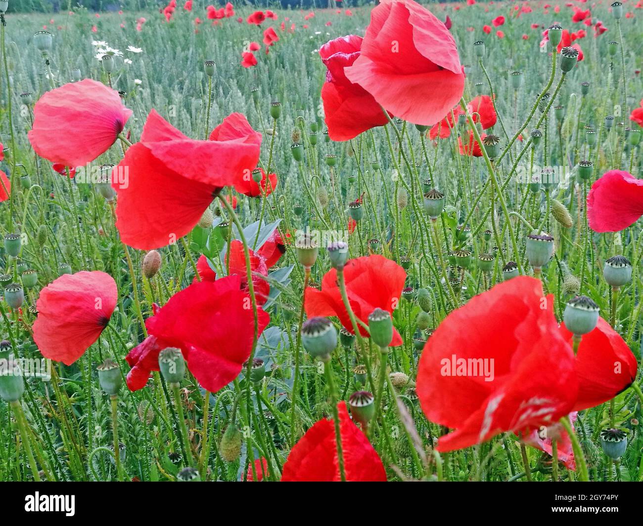 In einem Getreidefeld blühen viele rote Mohnblumen, Nahaufnahme einzelner Blüten  Many red poppies blossom in a grain field, close-up of individual fl Stock Photo