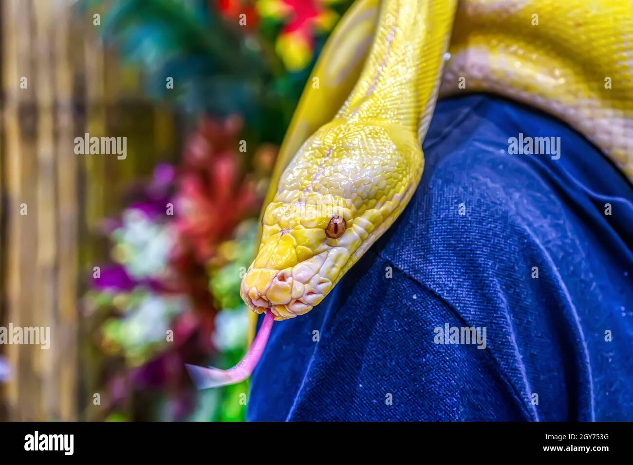 Albino burmese python wrapped around a man. Its a popular pet in ...