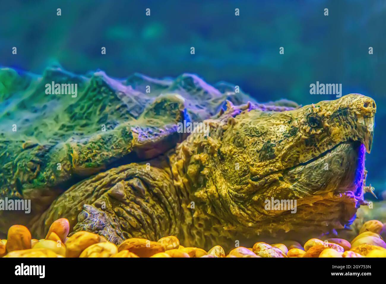 Alligator snapping turtle in a glass cabinet. Stock Photo