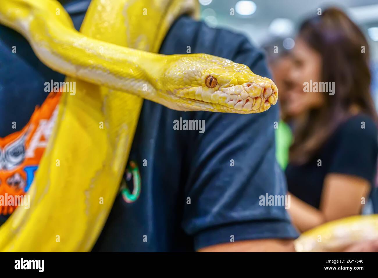 Albino burmese python wrapped around a man. Its a popular pet in ...