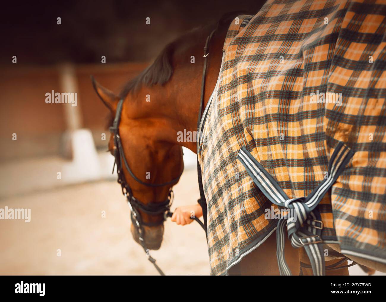 A rear view of a bay horse dressed in a checkered yellow blanket, which a horse breeder holds by the bridle reins on a cold day. Equestrian sports and Stock Photo