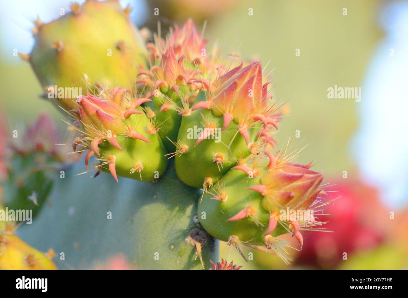 Cactus from the family of perennial flowering plants of the order of clove-flowered.Flowers, buds, fruits of cactus.Cactaceae.Peyote Stock Photo