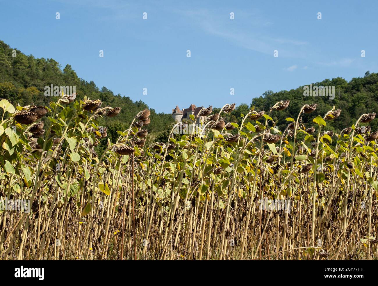 Field of drying sunflowers in valley of Dordogne river. France Stock Photo