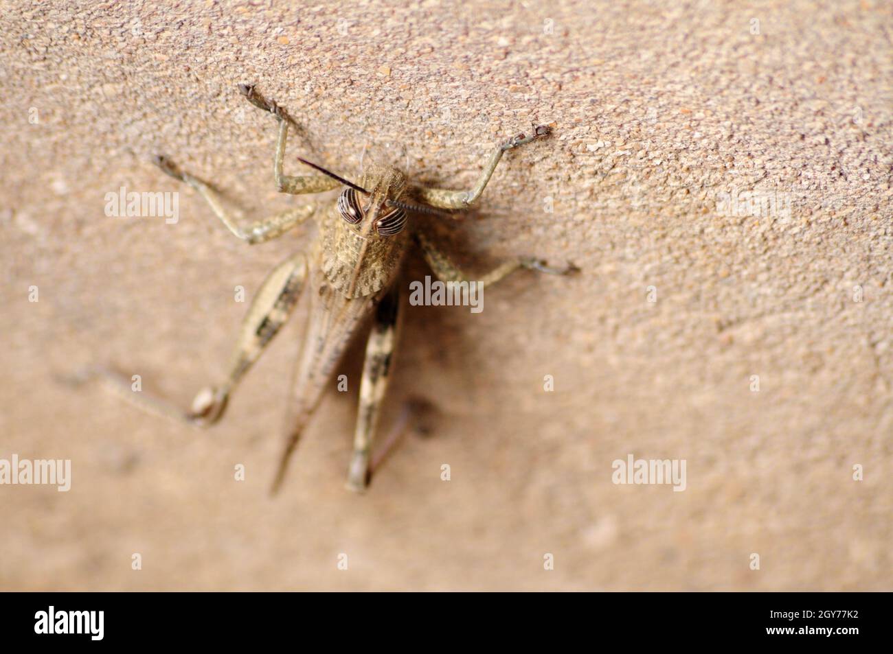 Gray Locust, harmful insect eating vegetation Stock Photo Alamy