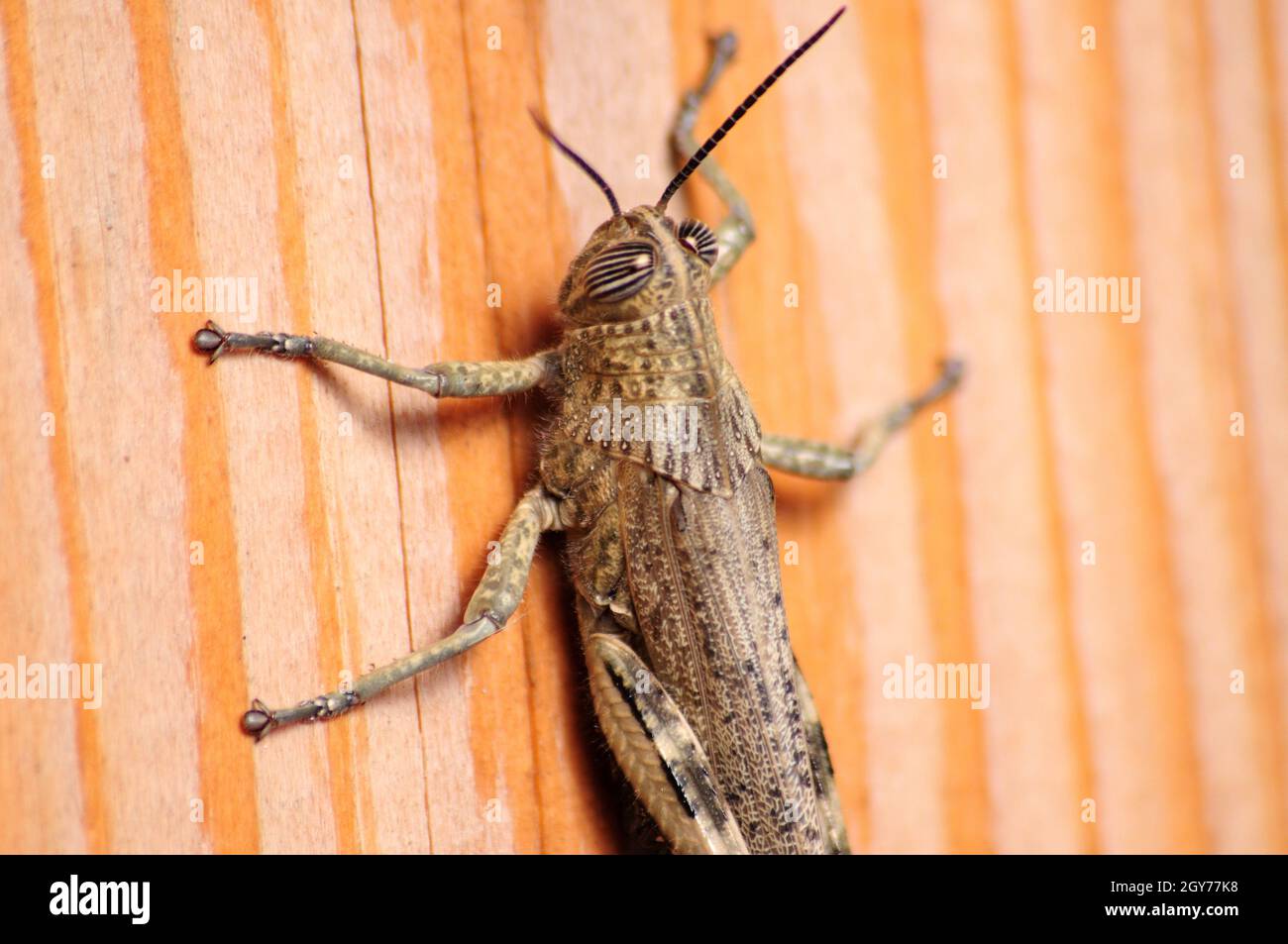 Gray Locust, harmful insect eating vegetation Stock Photo Alamy
