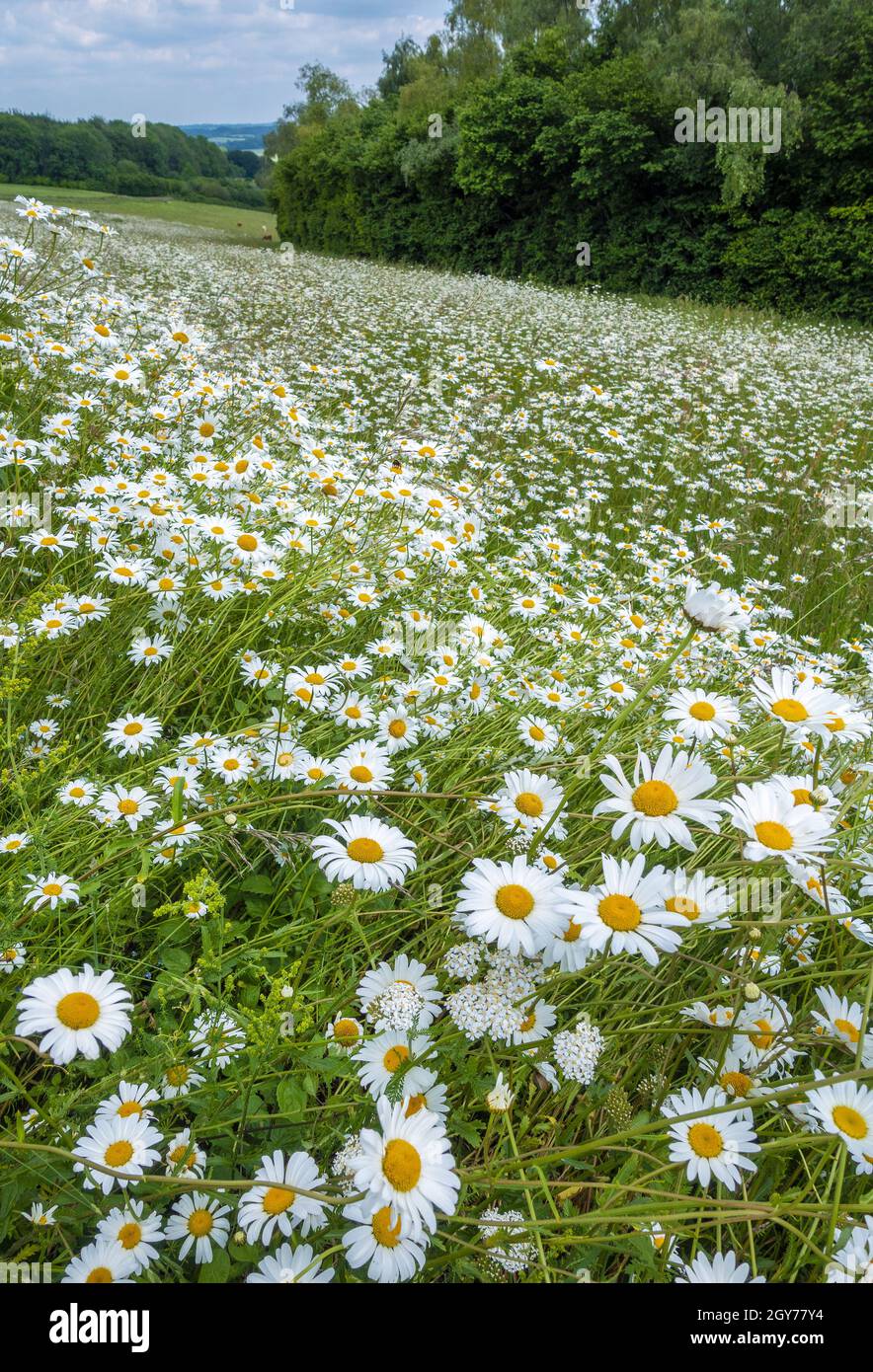 A field of wild daisies Oxeye Daisy Leucanthemum vulgare growing on Beacon Hill in Hampshire, England, UK Stock Photo