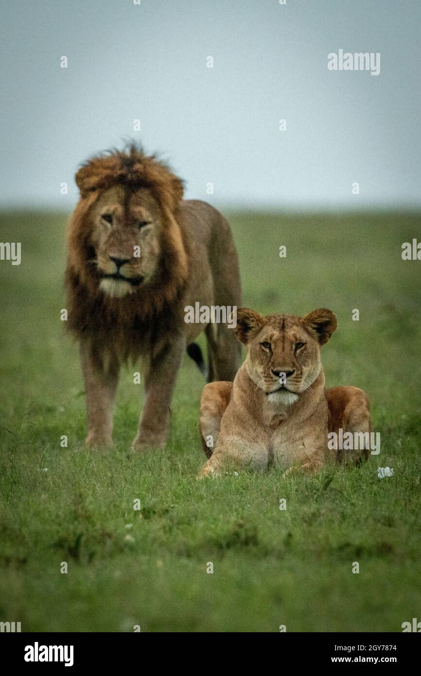 Male lion stands behind lioness lying down Stock Photo Alamy