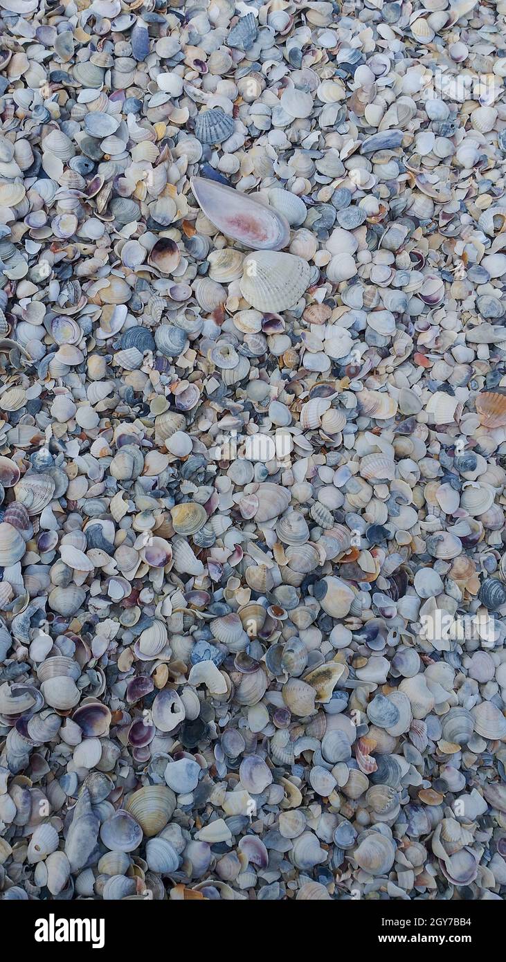 vertical background: small bright sea shells Stock Photo - Alamy