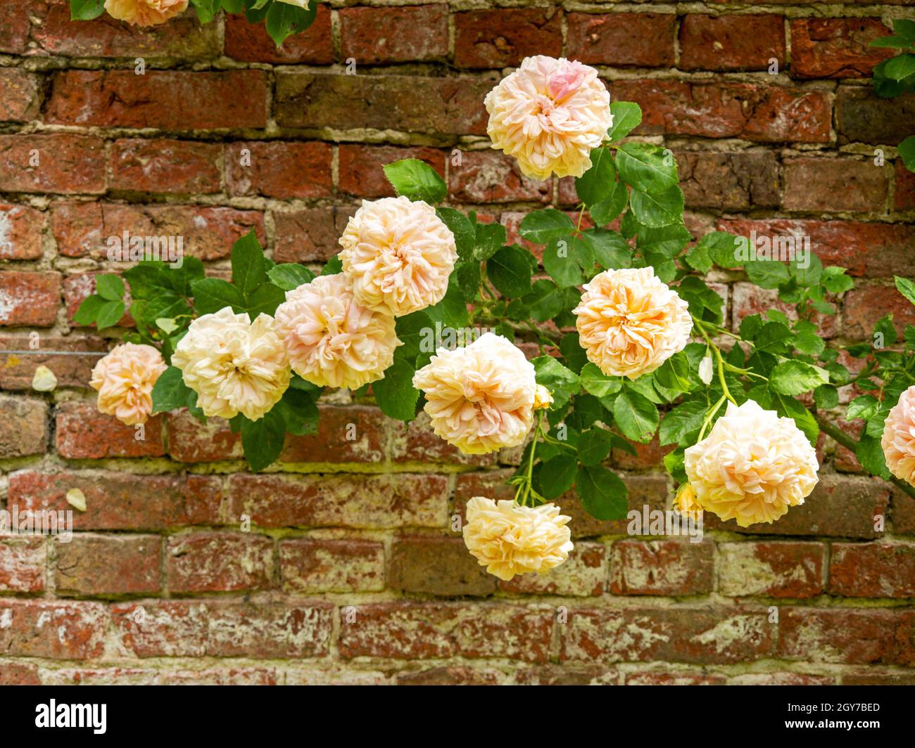 Closeup of pretty peach coloured climbing roses flowering in a walled ...