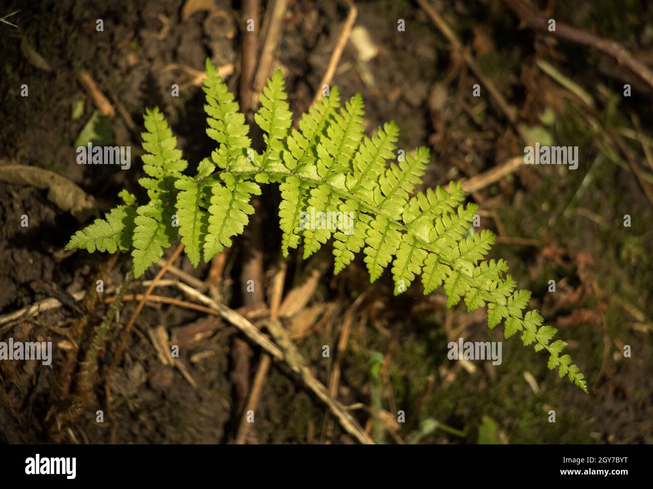 Not dying back till late winter the Broad Buckler Fern is common to wet woodlands, hedgerows and rock ledges in Northern England. Stock Photo