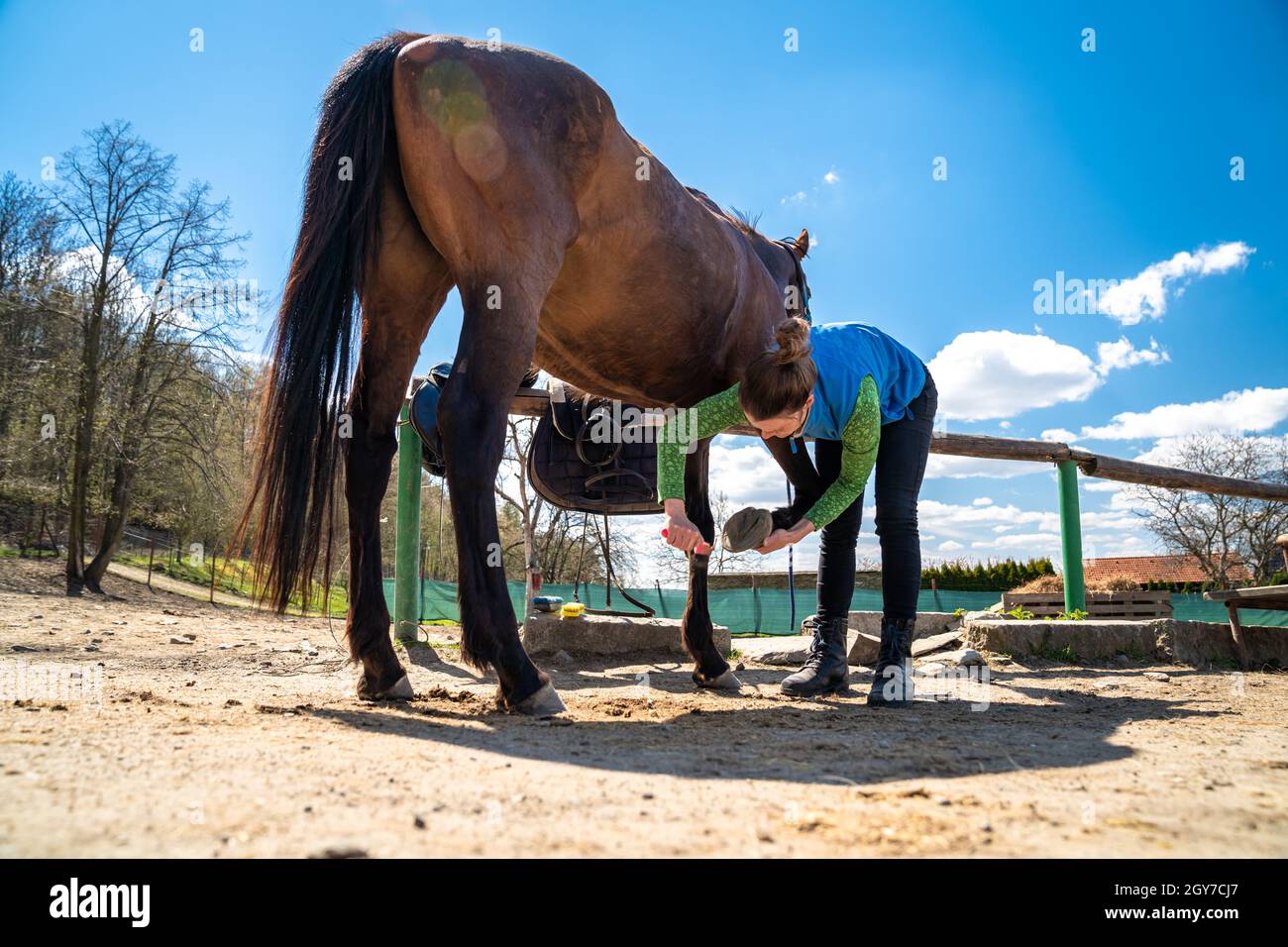 cleaning the hooves of the horse with a brush and a hook Stock Photo