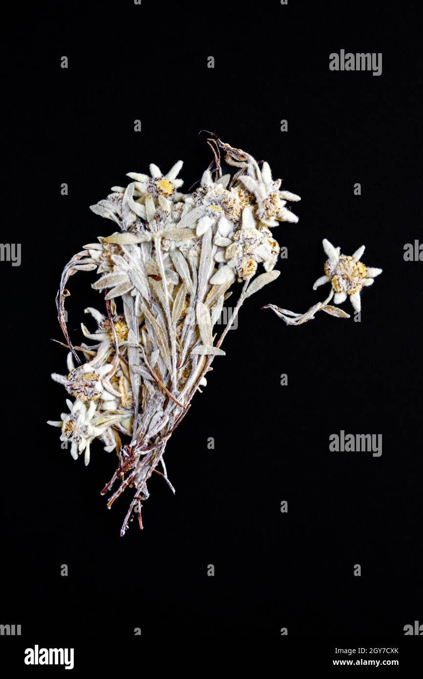 Dried Edelweiss flower isolated on black background. Stock Photo