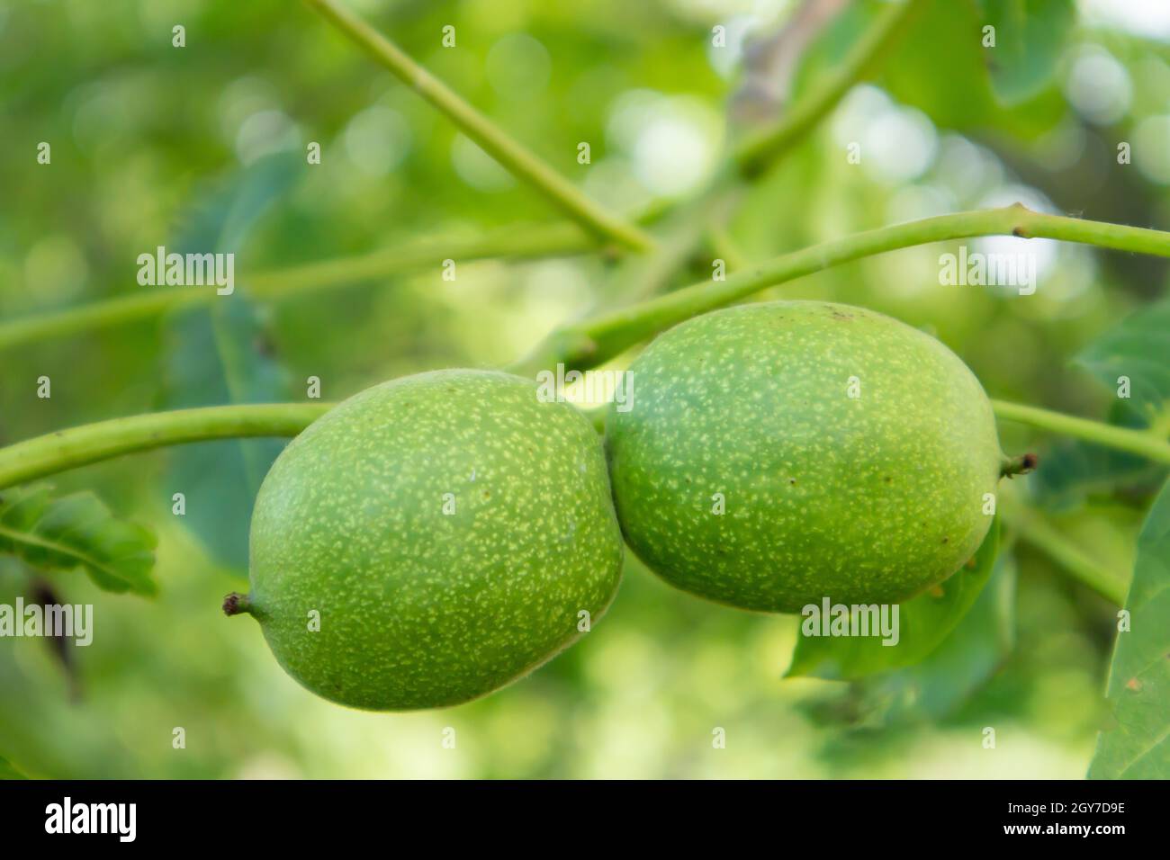 Green young walnuts on the tree. The walnut tree grows waiting to be harvested. Walnut tree close up. Green leaves background Stock Photo