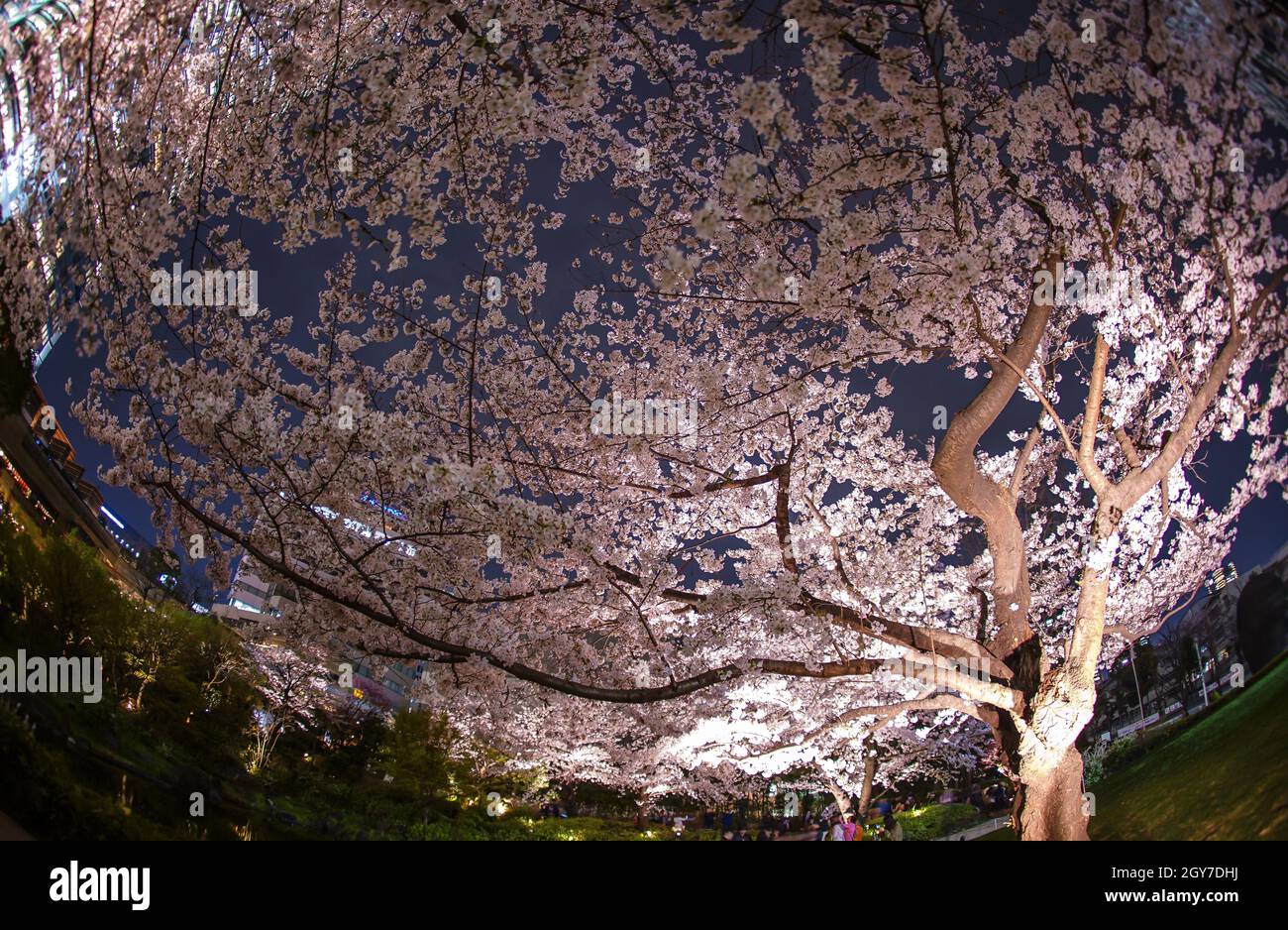 Mohri Garden of going to see cherry blossoms at night. Shooting Location: Tokyo metropolitan area Stock Photo