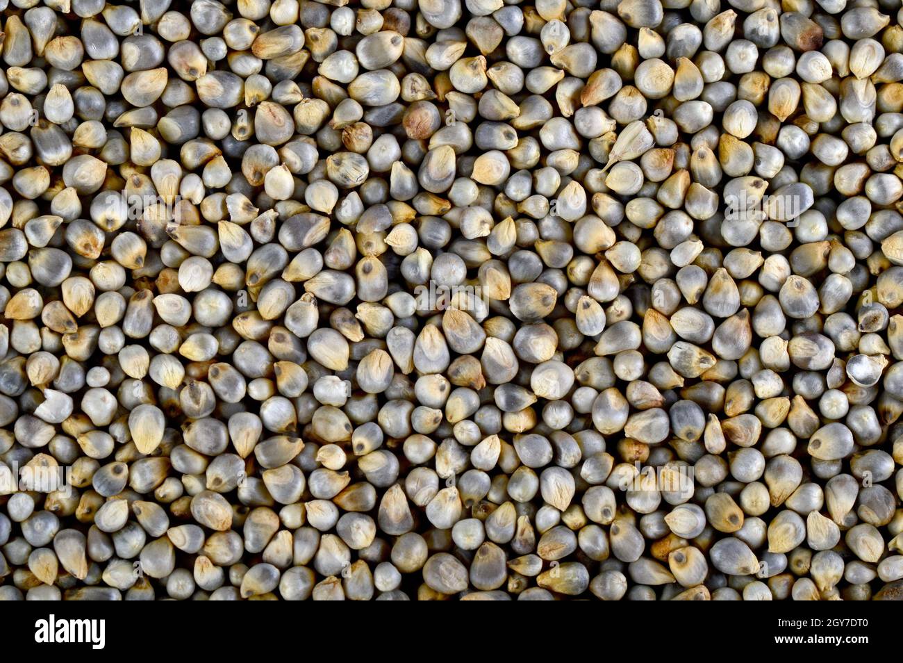 Pearl millet (Bajra) as background. Close up. Stock Photo