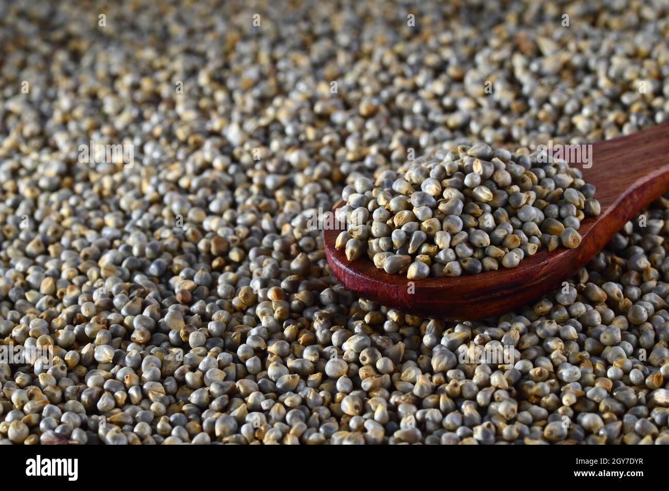 close up of Pearl Millet (Bajra) with wooden spoon. Stock Photo