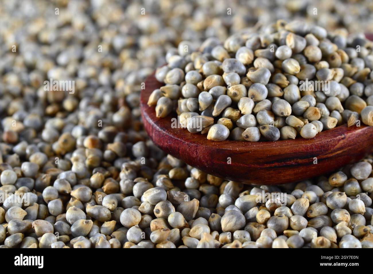 close up of Pearl Millet (Bajra) with wooden spoon Stock Photo - Alamy