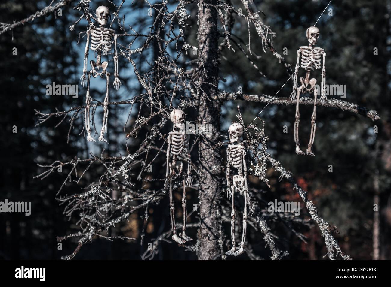 Four human skeletons hang from an old mossy tree in the forest. Selective focus. Halloween concept background. Close-up. Stock Photo