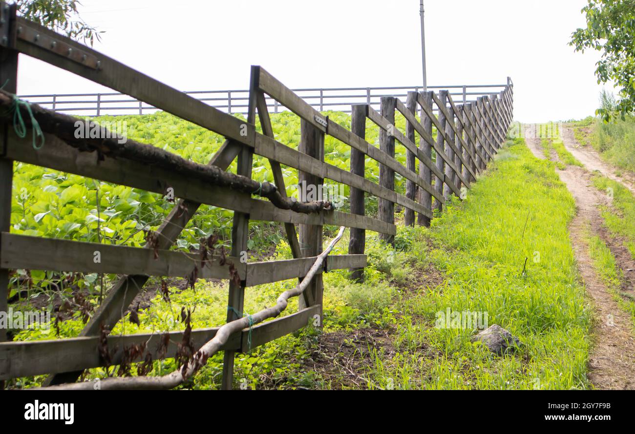 Authentic wooden fence in the village. Handmade wooden fence made of boards. Old fence, rural landscape. Well-trodden path along the fence in the fiel Stock Photo