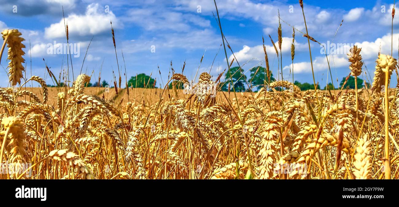 Beautiful panorama of agricultural crop and wheat fields on a sunny day ...