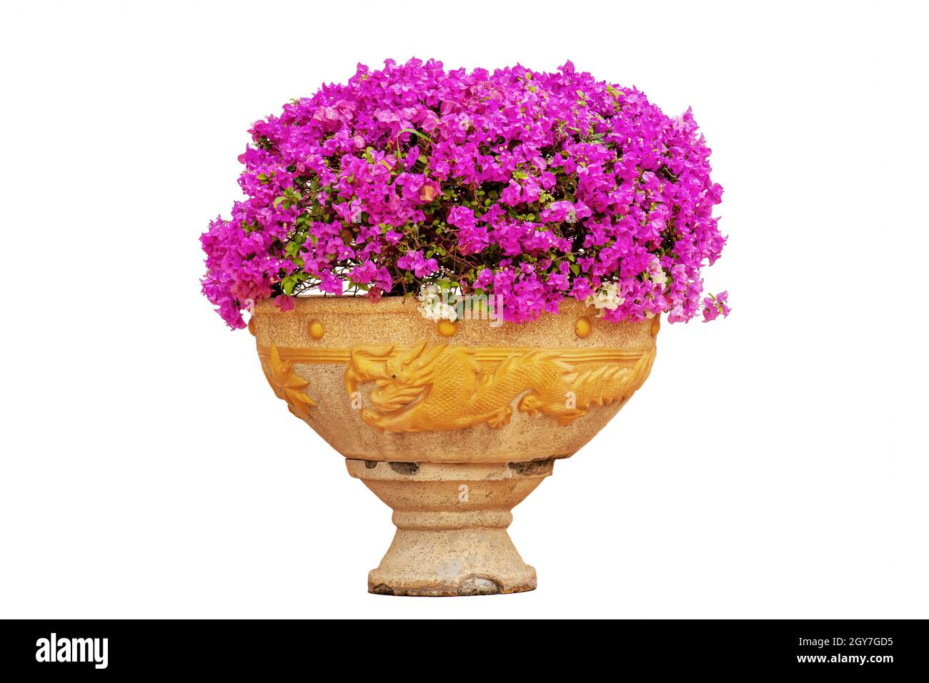 The pink bougainvillea in a flowerpot on a white background. Stock Photo