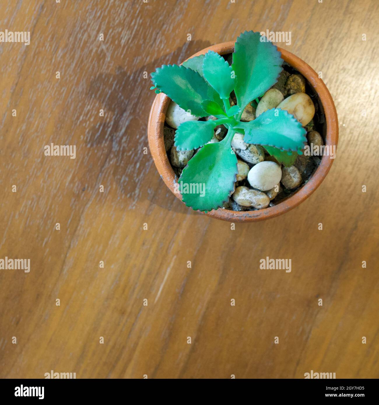 Crassulaceae Plant in tile pot decorated with white river stone on wooden table. Top View Stock Photo
