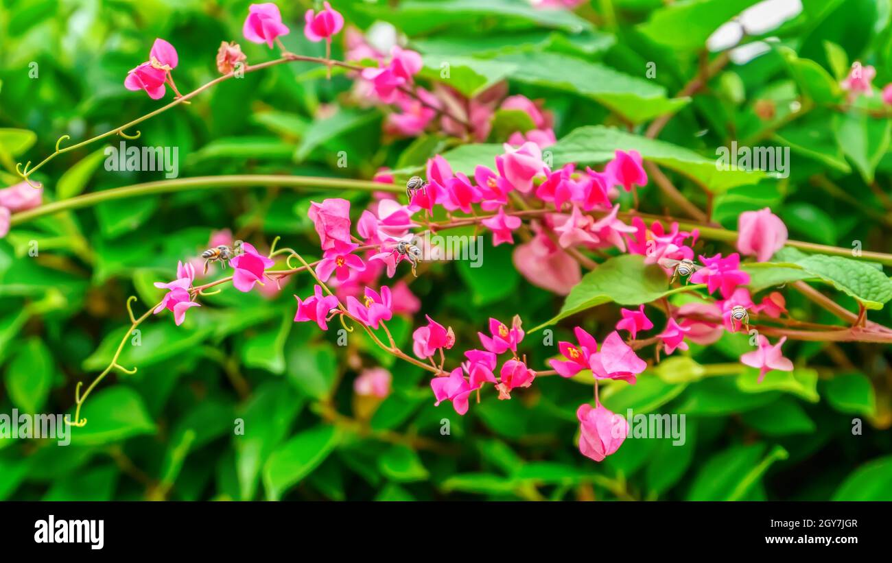 Bees are flying, eat pollen from a antigonon leptopus hook. Stock Photo