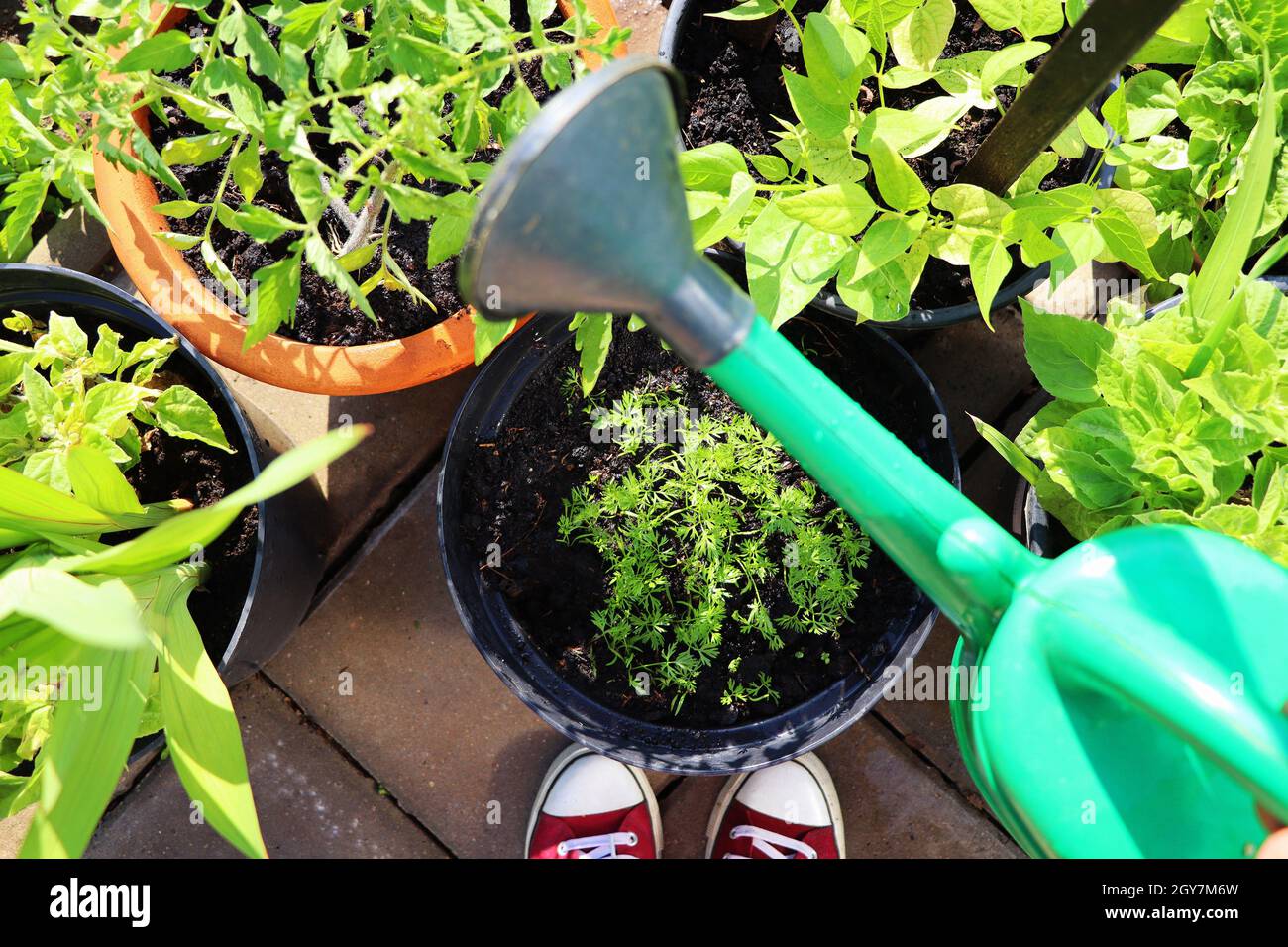 Flower, tomatoes, carrots, beans growing in container. Women gardener