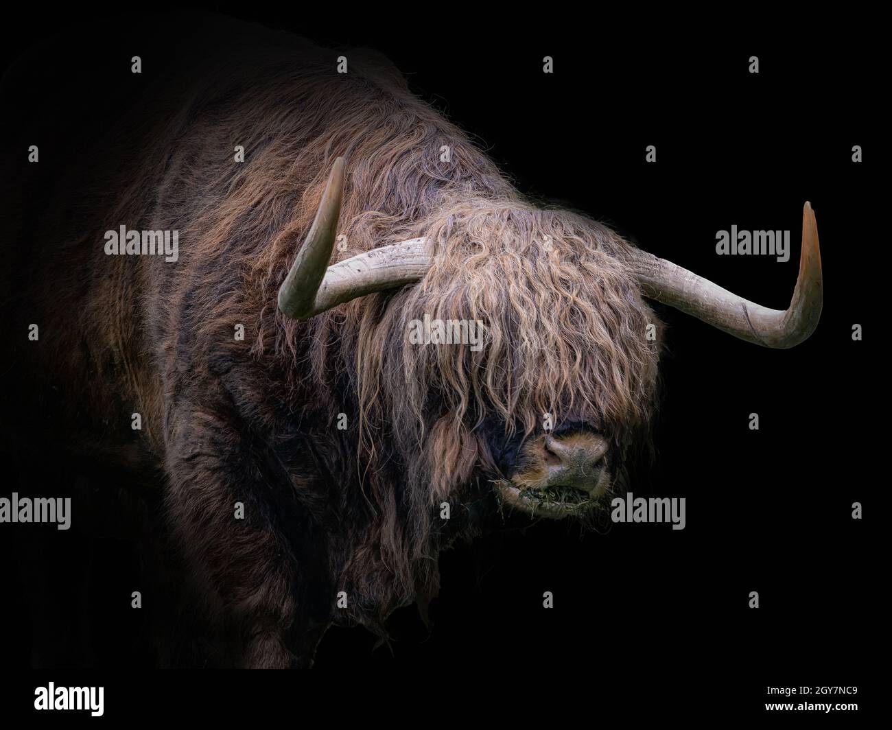 Closeup of a Scottish highland cow on a black background Stock Photo ...