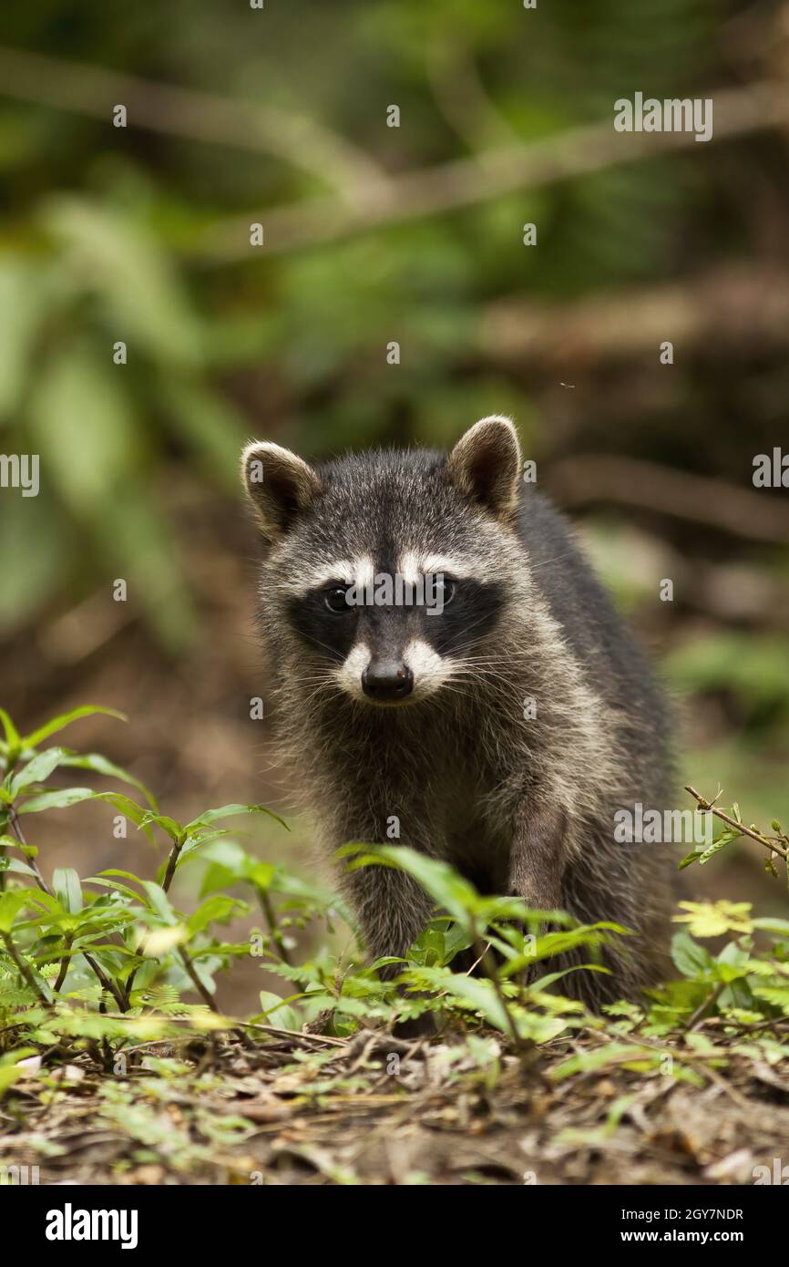 Front View Racoon Vertical composition of a young raccoon walking on the ground in a ...