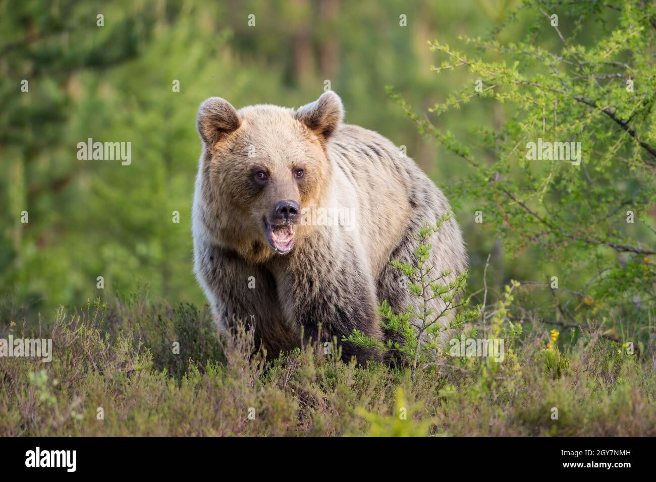 Young brown bear, ursus arctos, standing on meadow in summer nature ...