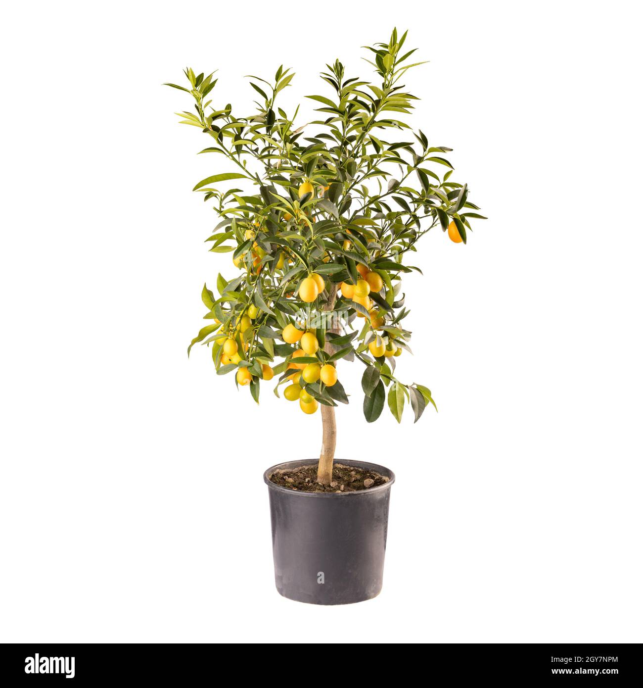 Decorative small fruit-bearing trees of kumquat or Citrus japonica plant isolated on white background Stock Photo