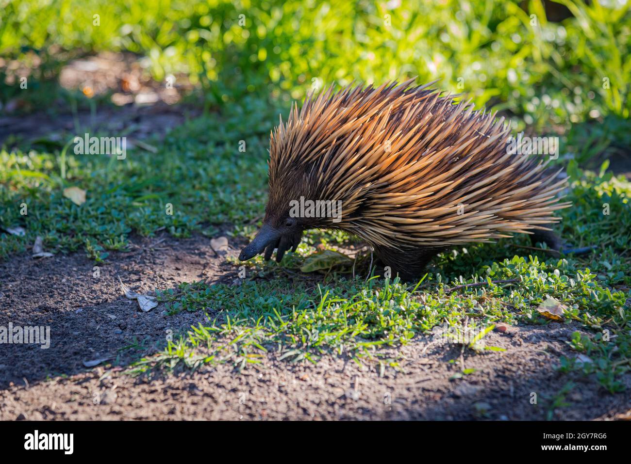 Echidna walking on grass in Australia NSW Stock Photo