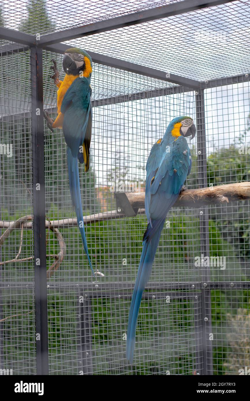 Pair of the Blue-and-yellow macaw (Ara ararauna), also known as the blue -and-gold macaw in the cage. A large South American parrots Stock Photo -  Alamy