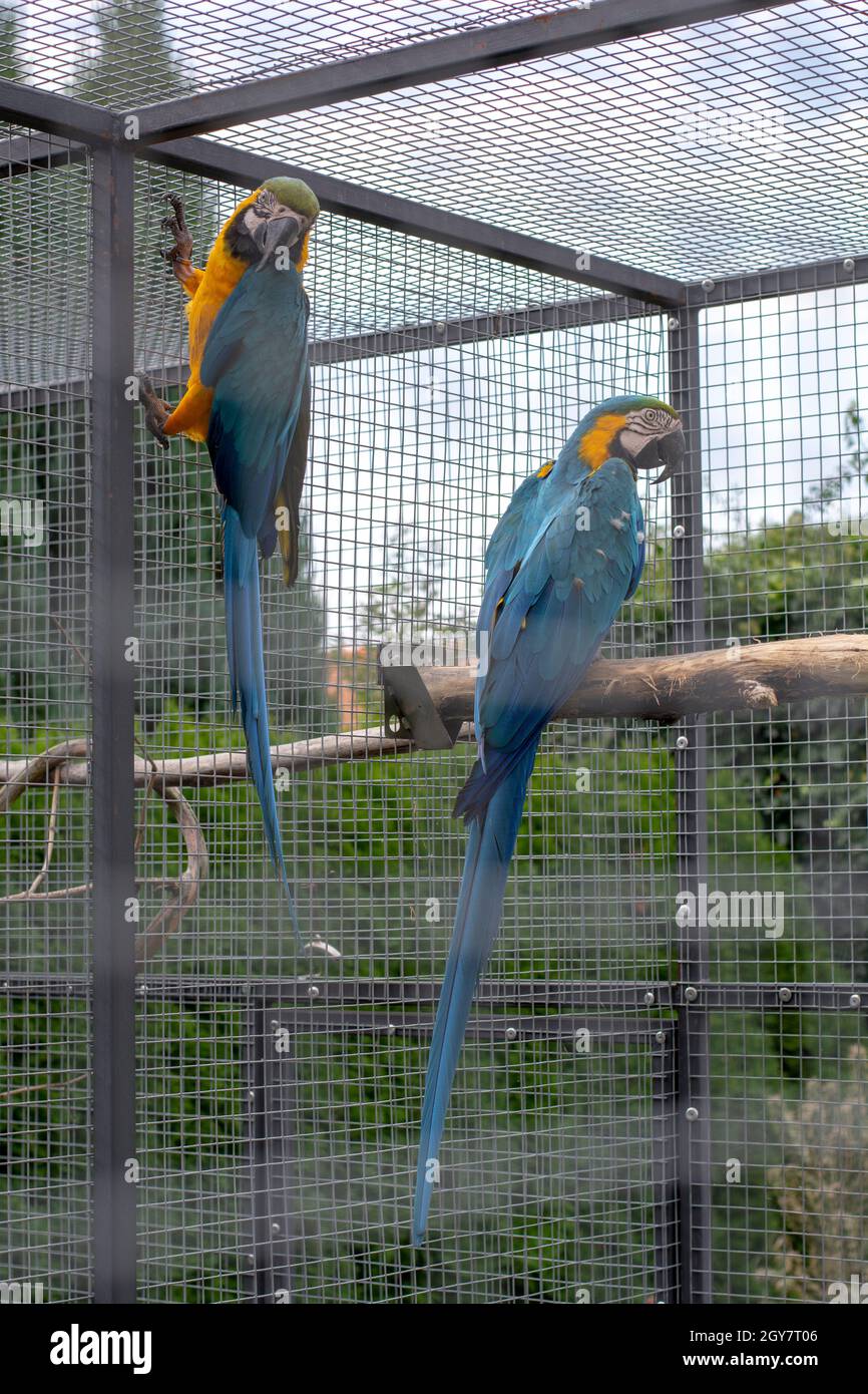 Picture of Macaw Parrot Cages Cheap