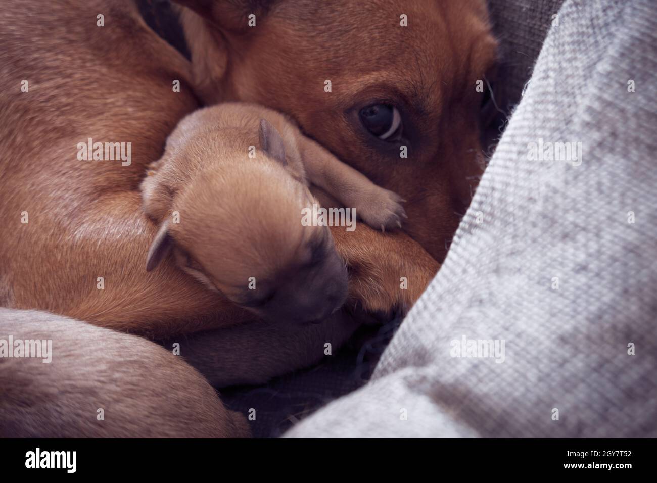 Newborn puppy protected by maternal instinct of female pinscher Stock Photo