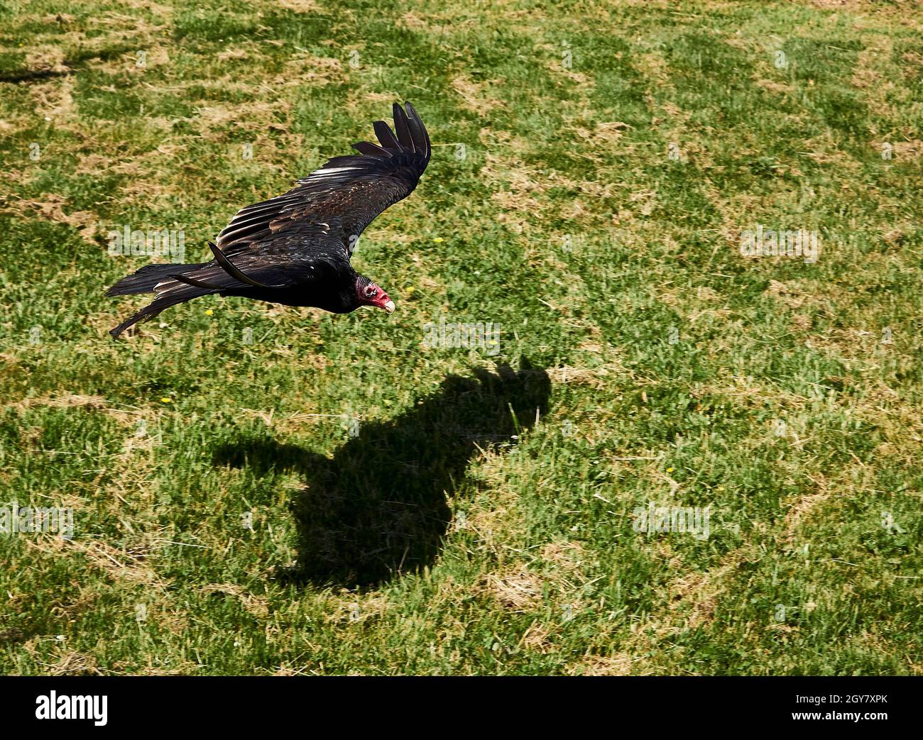 The turkey vulture’s scientific name is Cathartes aura which is Latin