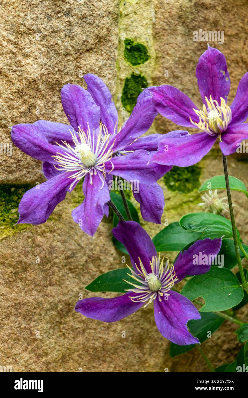 Purple clematis flowers growing on a wooden trellis in a garden with wall behind Stock Photo Alamy