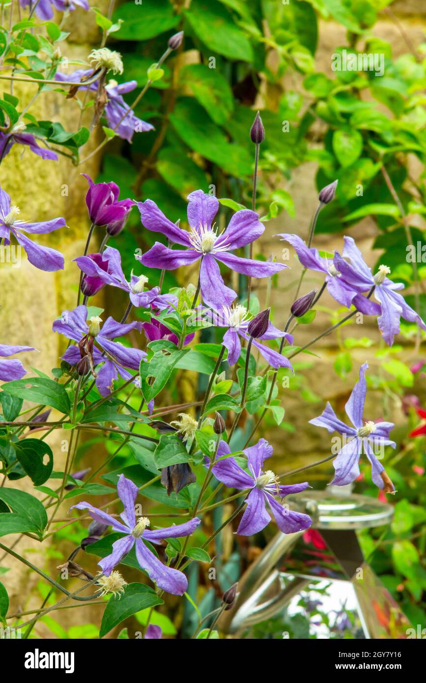 Purple clematis flowers growing on a wooden trellis in a garden with wall behind. Stock Photo