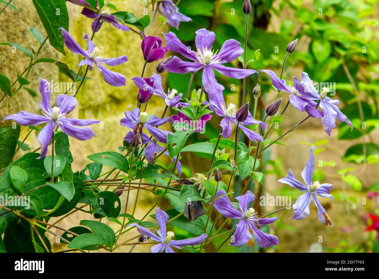 Purple clematis flowers growing on a wooden trellis in a garden with wall behind. Stock Photo