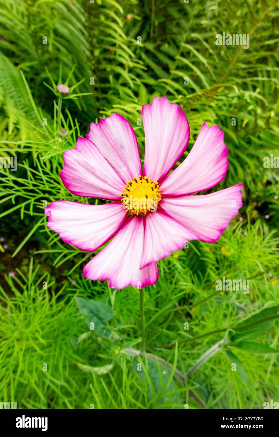 Pink cosmos flower hi-res stock photography and images - Alamy