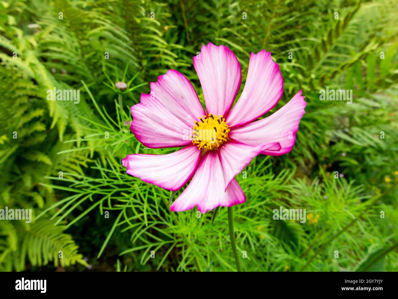 Pink cosmos flower hi-res stock photography and images - Alamy
