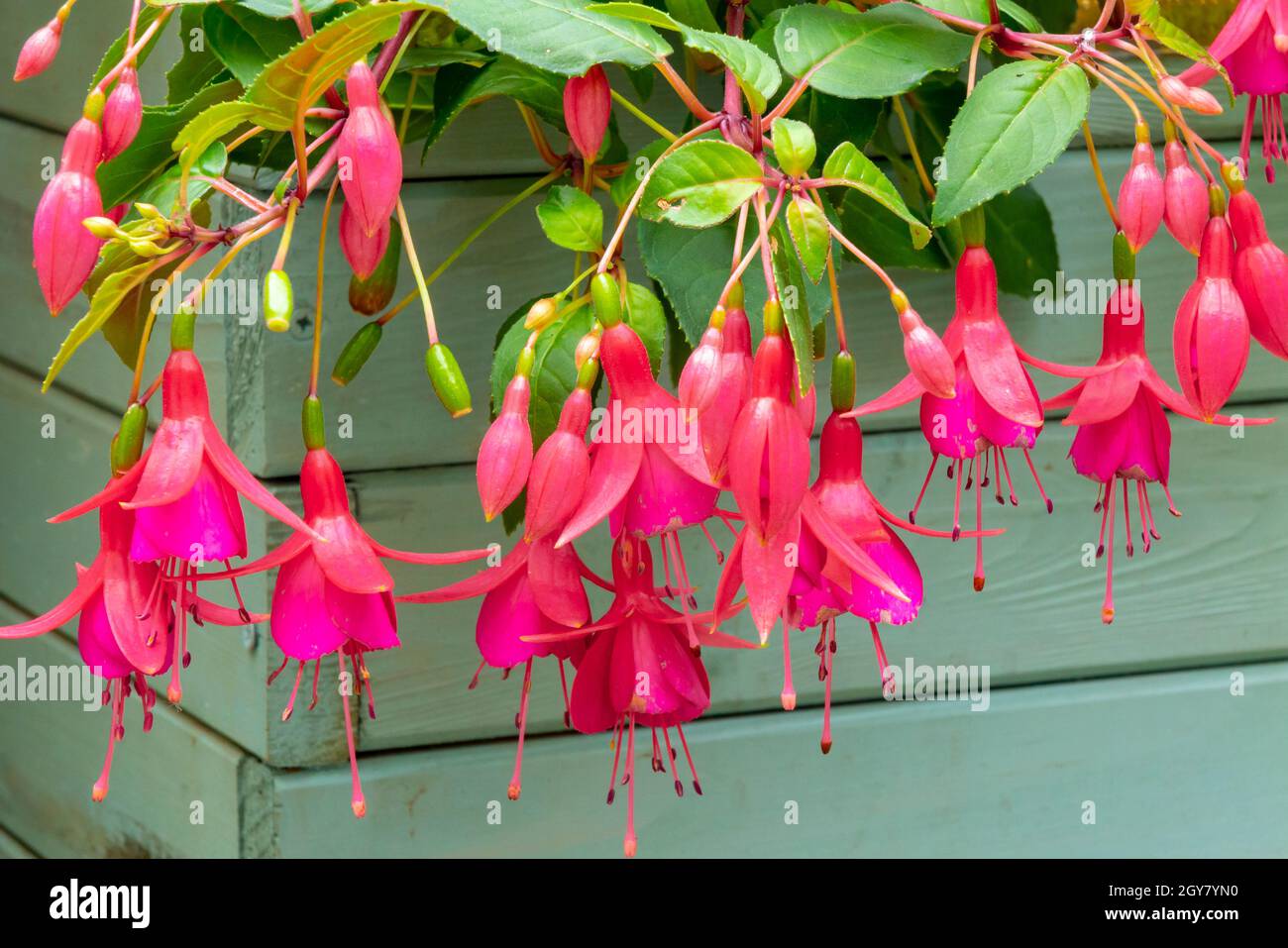 Close up view of bright red fuchsia flowers in summer bloom growing in a wooden planter. Stock Photo