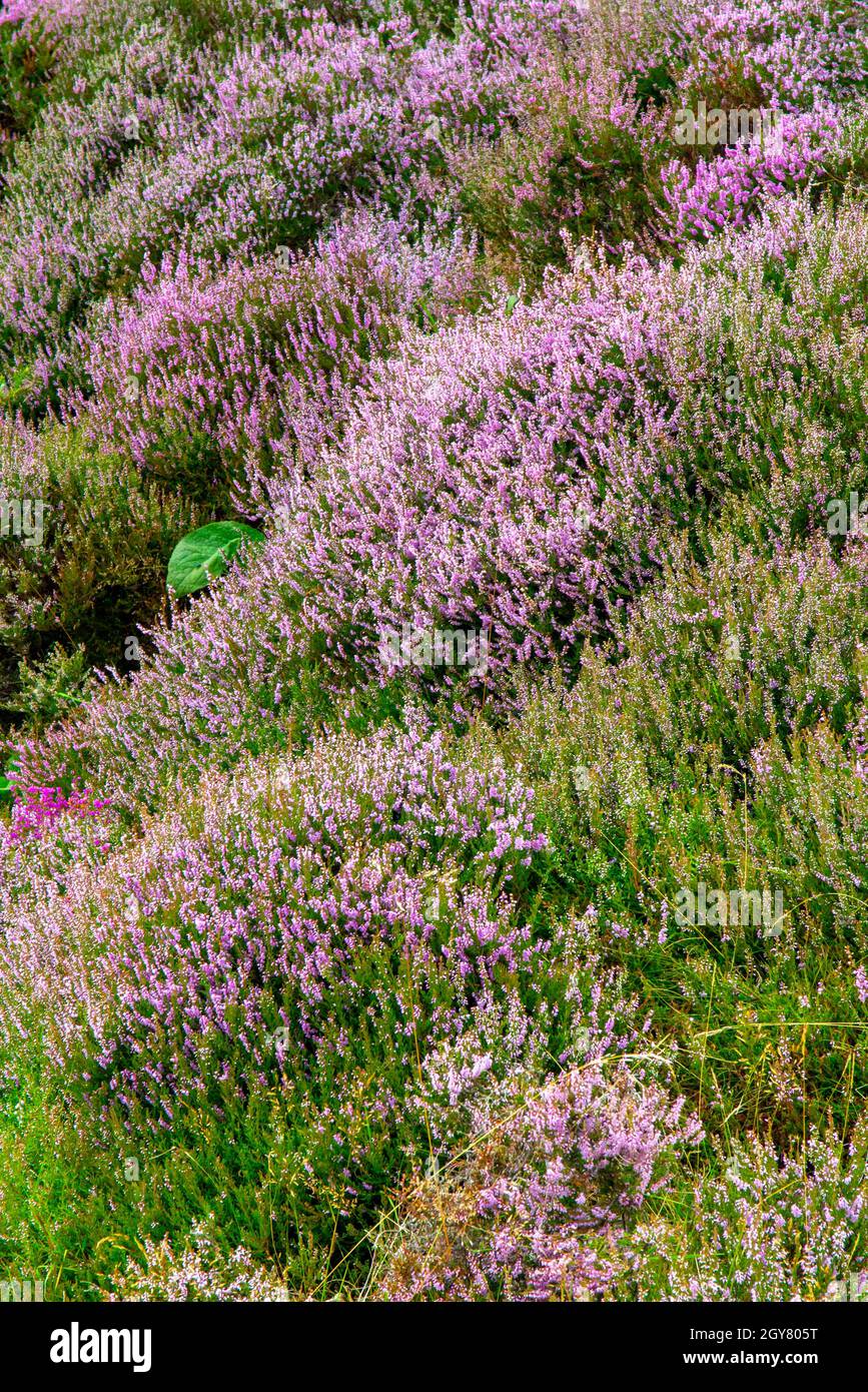 Calluna vulgaris, common heather, or ling, the sole species in the genus Calluna in the flowering plant family Ericaceae growing on moorland. Stock Photo